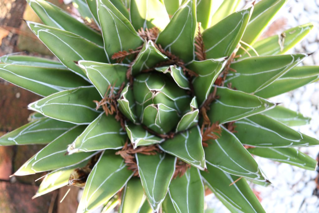Close up of an agave cactus. Pure green color with radial symmetry. Small brown redwood leaves stuck in center. 