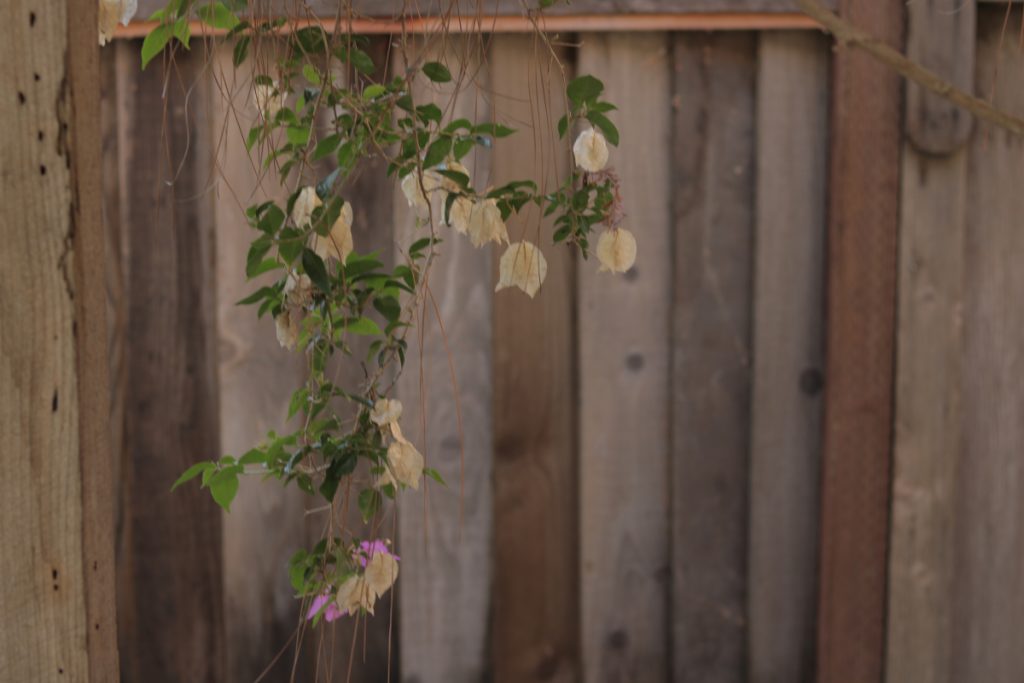 Image of brown fence in the background with white dried up/dead flowers hanging down. Flowers have bunches of green leaves with it and a couple pink living flowers. 