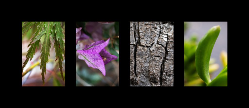 Four boxes with nature elements that have the letters m, e, h, and r hidden in them. Black frame around all of them.