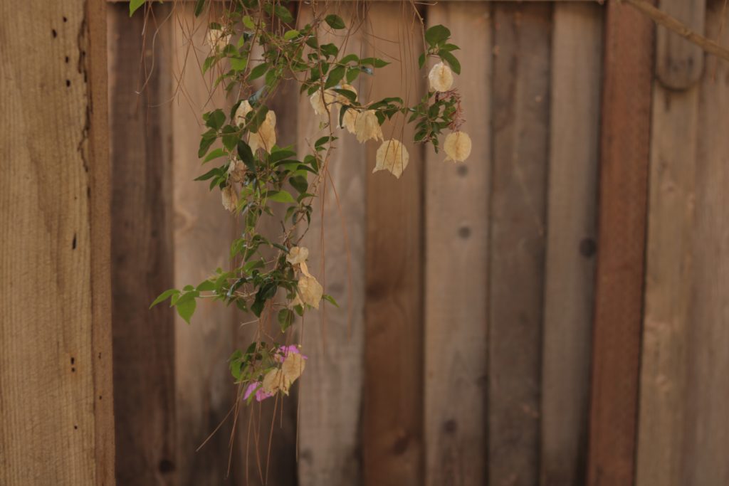 Image of brown fence in the background with white dried up/dead flowers hanging down. Flowers have bunches of green leaves with it and a couple pink living flowers. More warm toned photo.