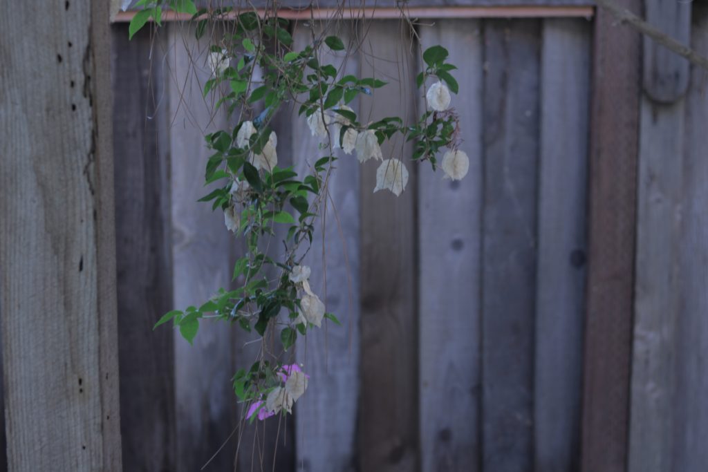 Image of brown fence in the background with white dried up/dead flowers hanging down. Flowers have bunches of green leaves with it and a couple pink living flowers. More blue cool toned photo