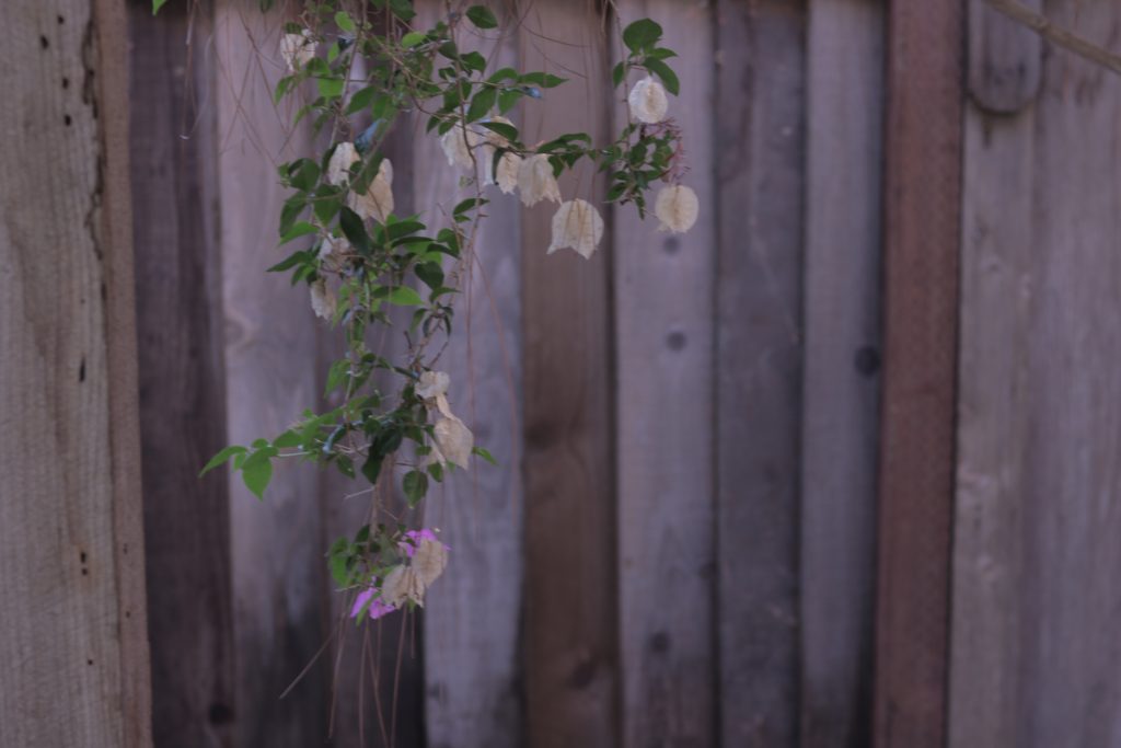 Image of brown fence in the background with white dried up/dead flowers hanging down. Flowers have bunches of green leaves with it and a couple pink living flowers. More purple cool toned photo.