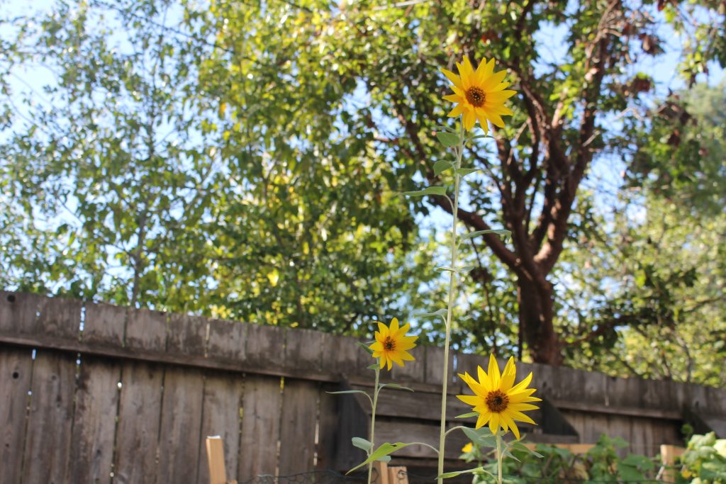Three sunflowers against trees, the blue sky, and a fence.
