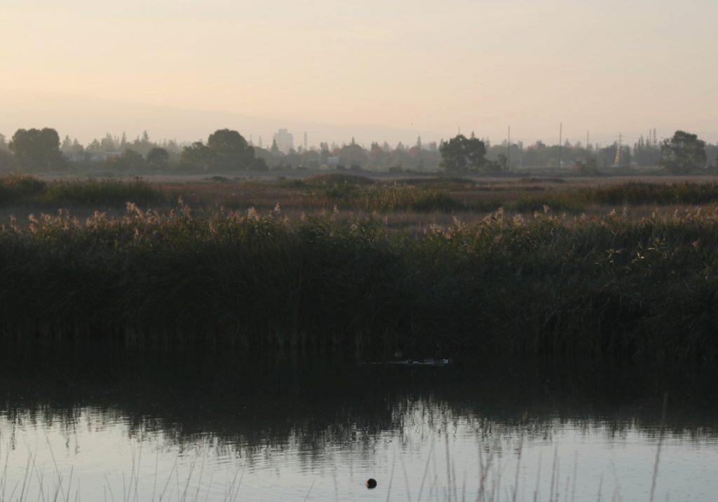 Landscape image depicting sky and body of water, with vegetation in between -- four trees lined up on horizon equally spaced apart.