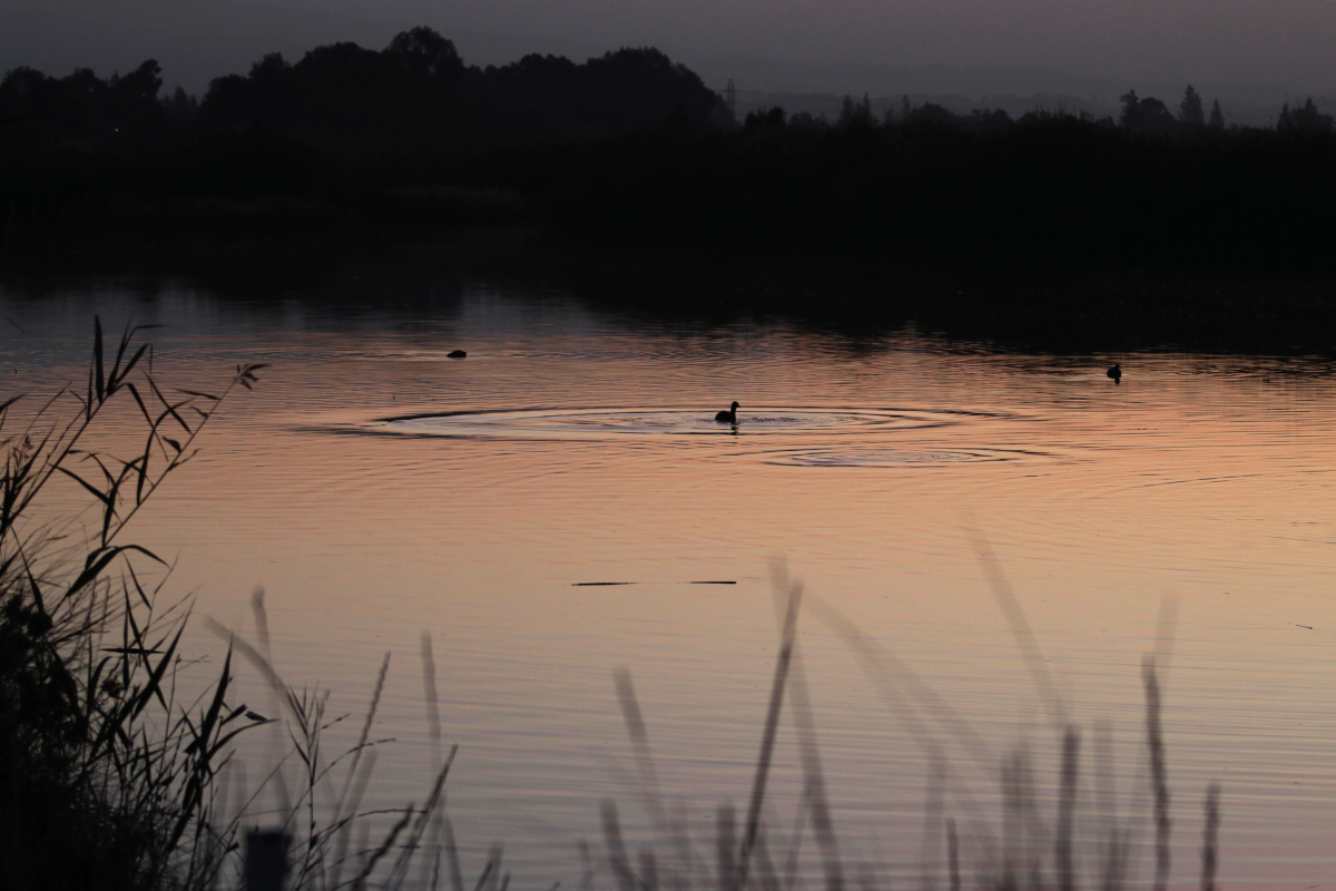 Large ripples in body of water caused by swimming ducks, sunset reflected off water.