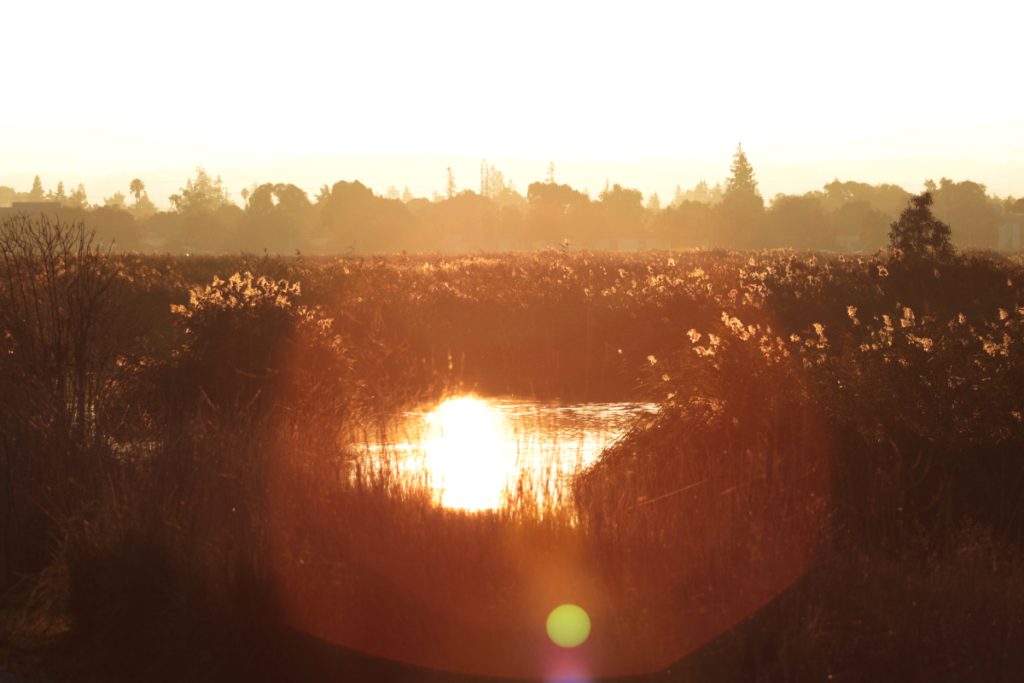 Golden hour lighting on bushes and reflecting brightly off water