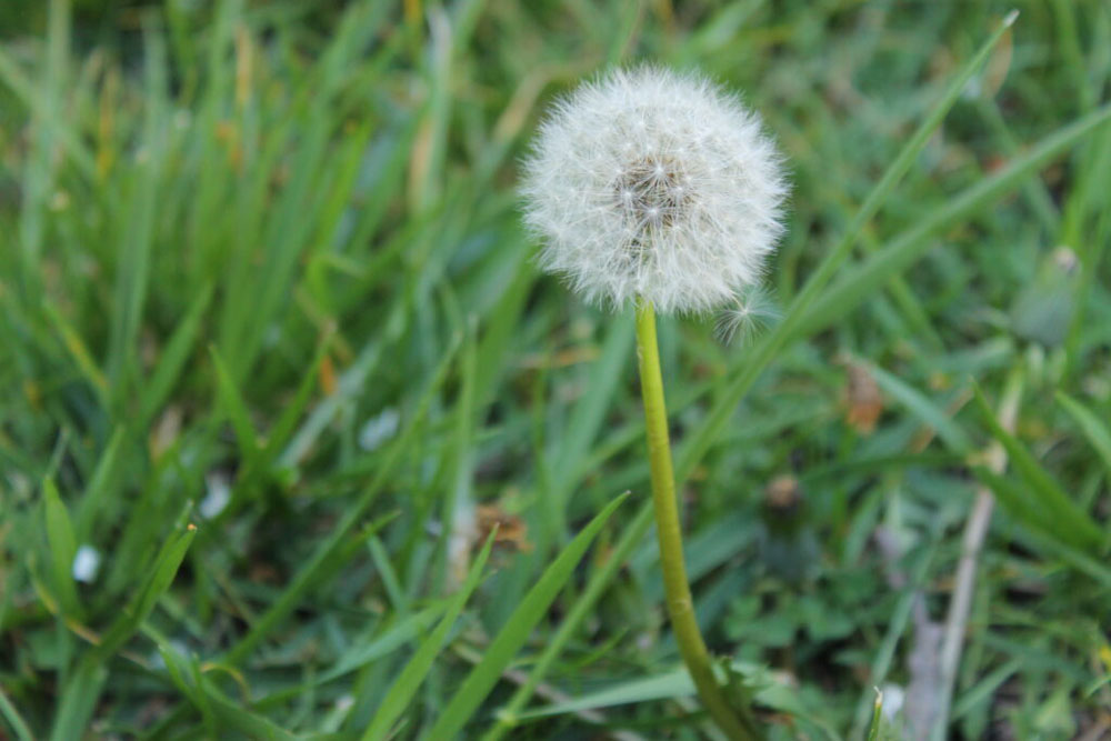 a closeup of a full dried dandelion surrounded by grass