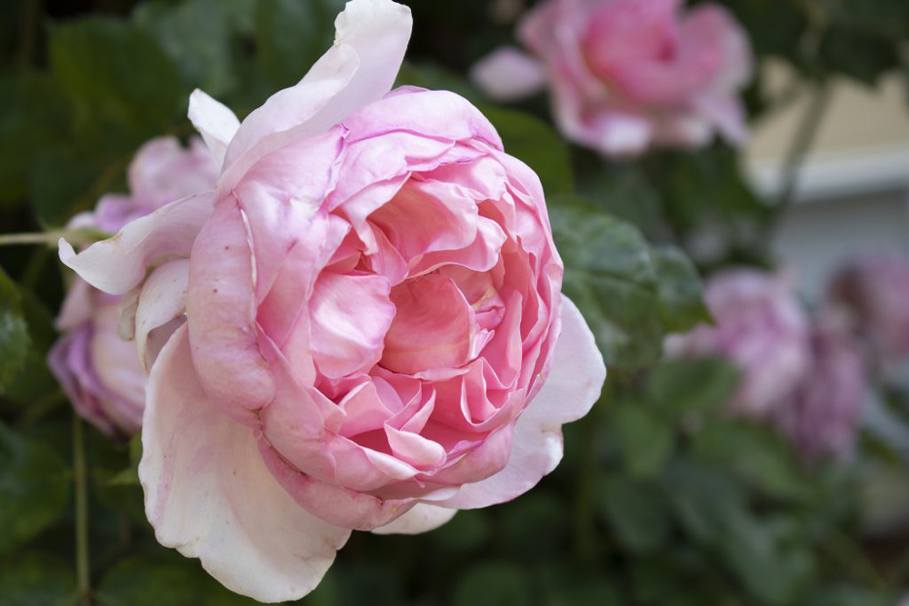 A pink rose is in the center of the photo. The background is faded out, highlighting the rose.