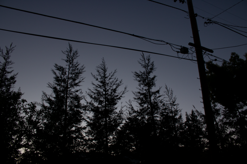 An image of trees (silhouette-like), backlit by a dark navy blue sky just after sunset.
