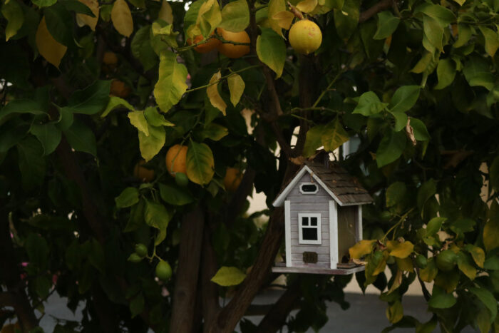 A hanging birdfeeder on a lemon tree outside