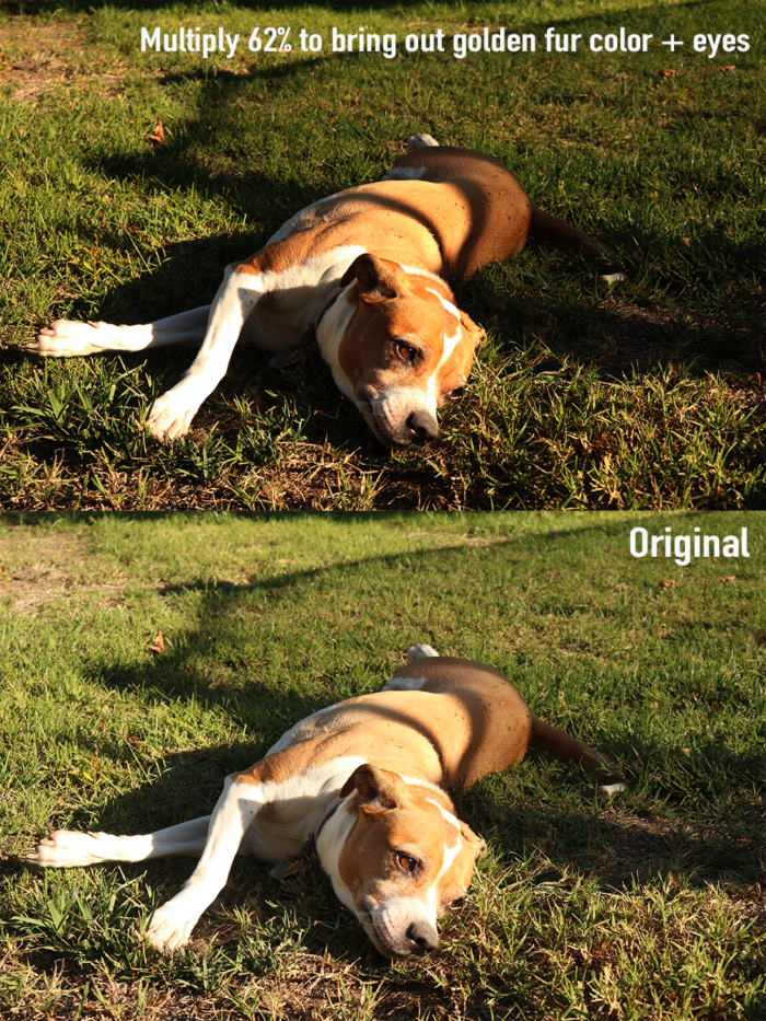 A comparison of two photos of my dog, one of which has been darkened.