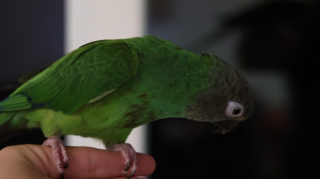 Photo of green bird with gray accents on a person's finger, looking away from the camera to something out of the frame (we don't know what it is). 