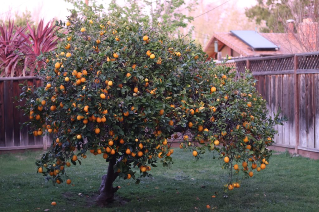 A photo of a blossoming lemon tree in a quaint backyard. 