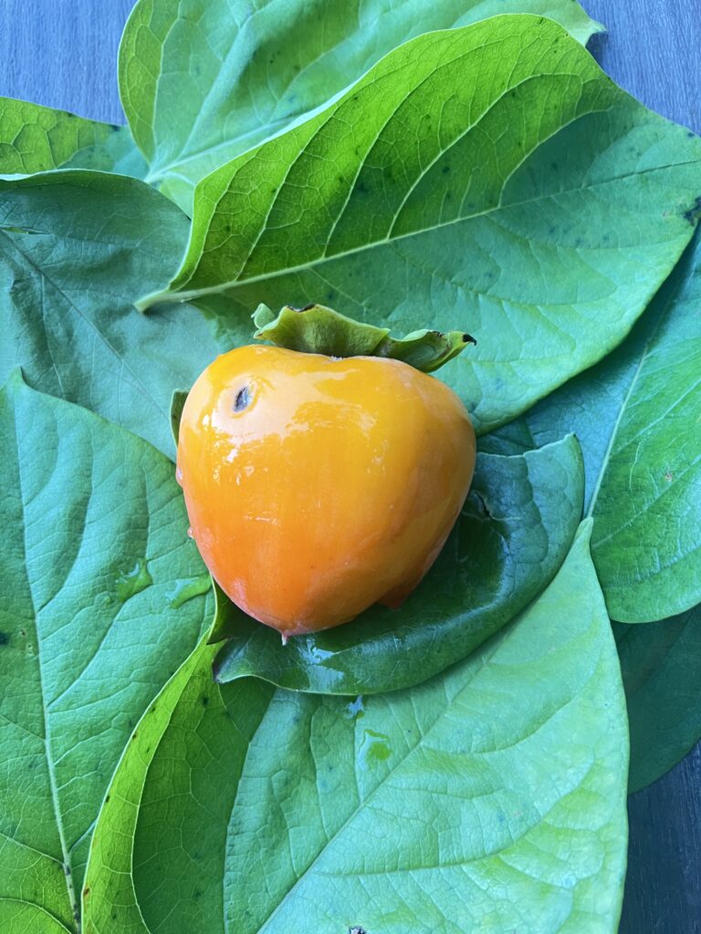 persimmon on top of dark green leafs 