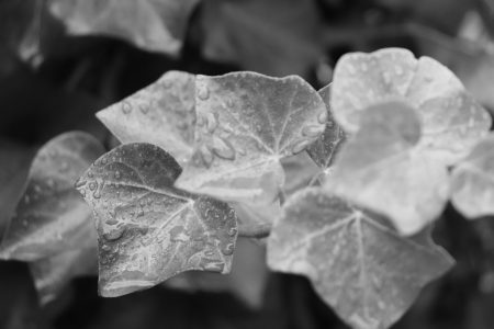 Black and white photo of wet leaves