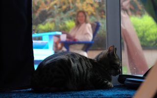 Love story of my cat, waffles and my mom