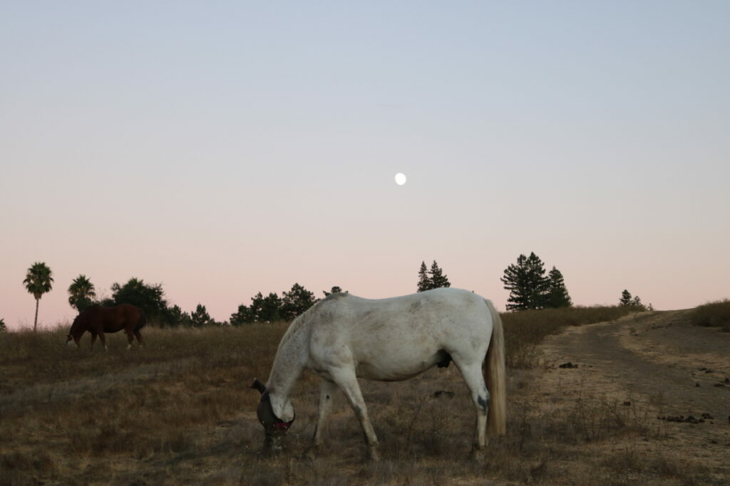 This image has an empty alt attribute; its file name is IMG_0013-1-1024x683.jpg