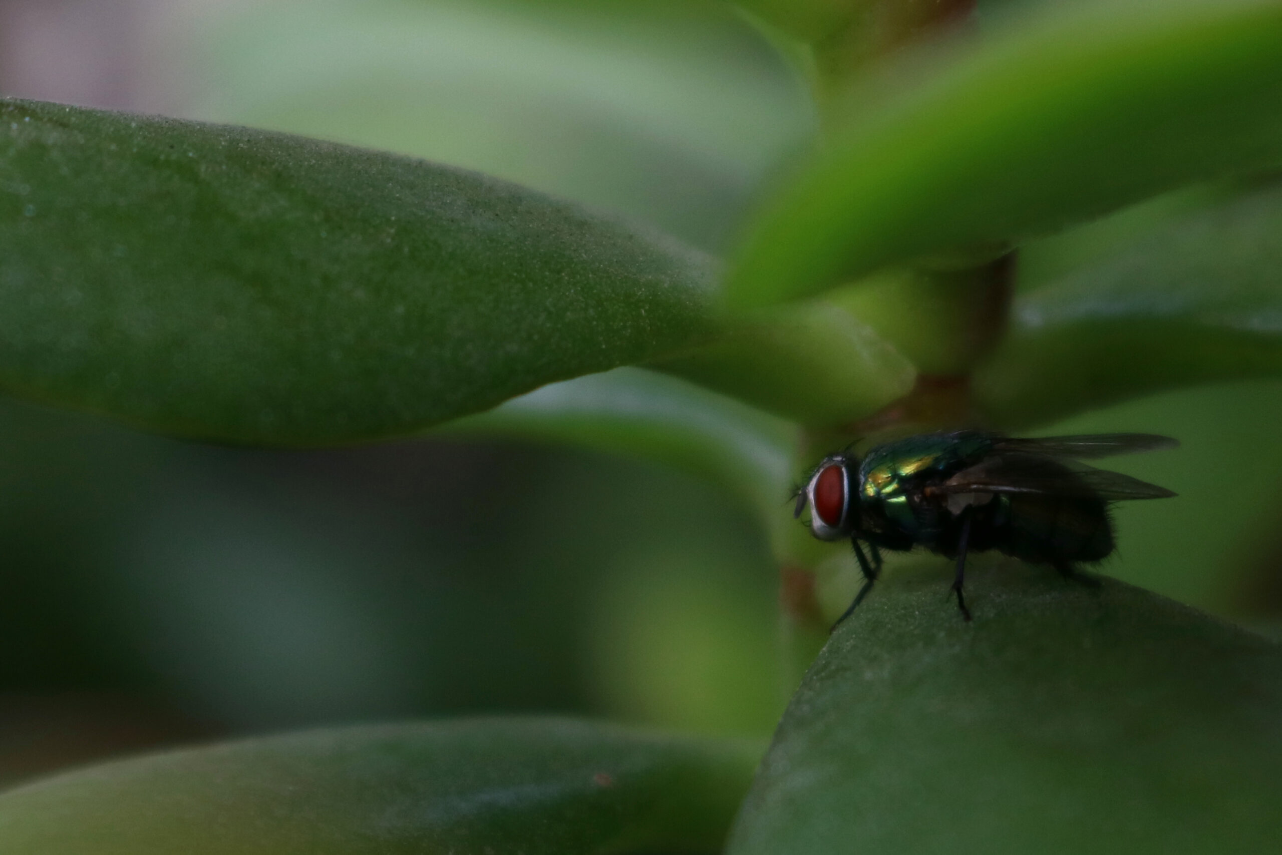 rule of thirds – motion