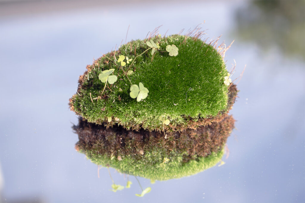 a small lump of moss placed on a mirror outside so that it looks like a tiny island.