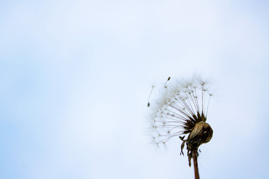 photo of a dandelion against light blue sky.