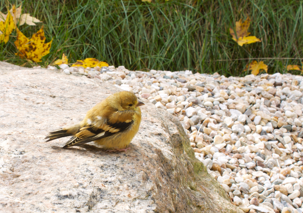 yellow bird sitting on a rock with pebbles, grass and yellow leaves in the background
