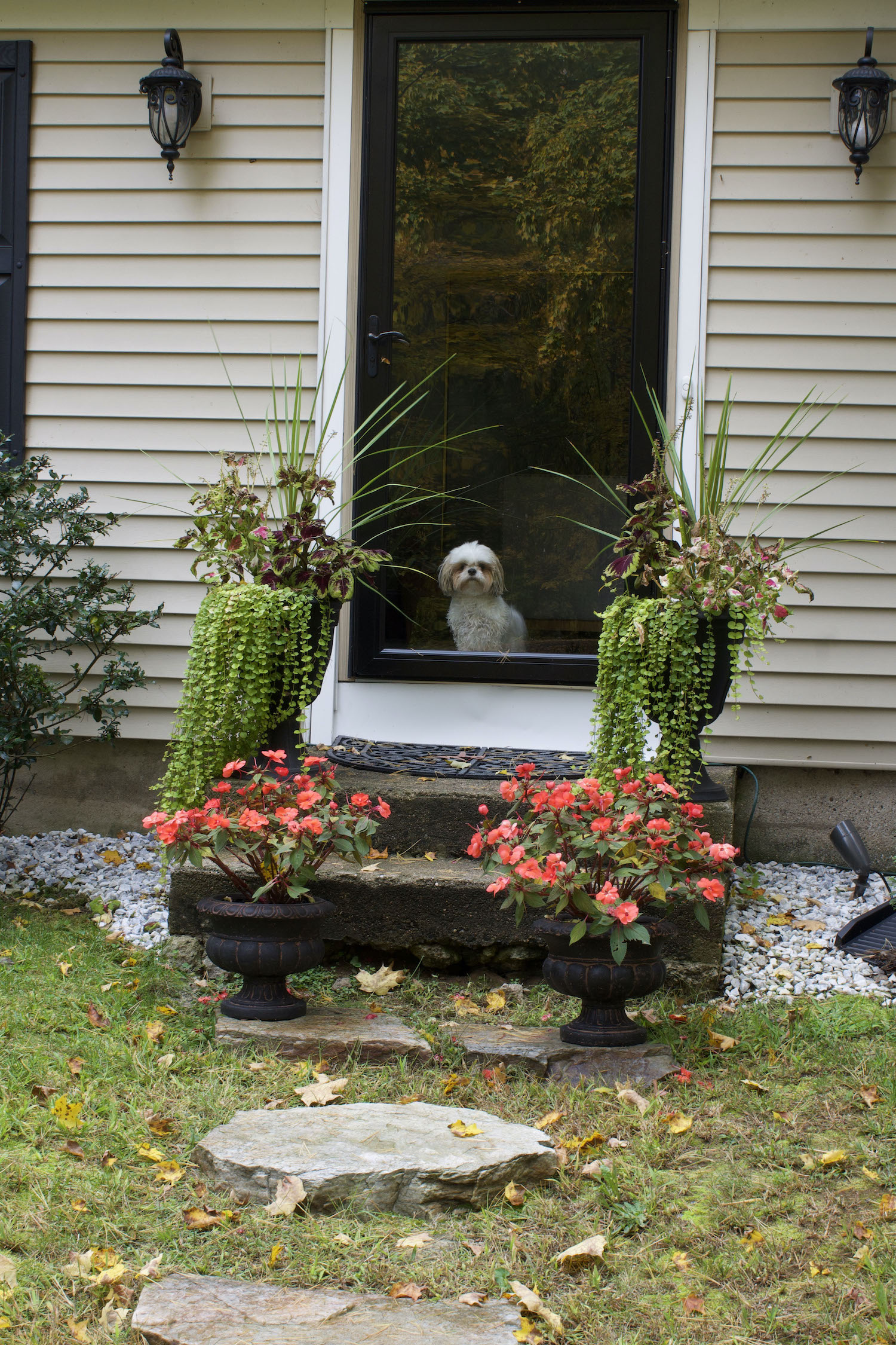 dog looks out from behind glass door with potted plants on either side, stone path leading up to it