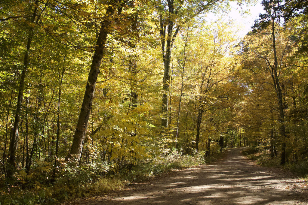 dirt path among golden fall leaves