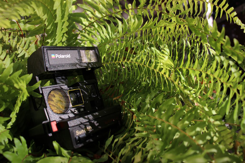 The image pictures an old polaroid camera hidden in/surrounded by a fern. 