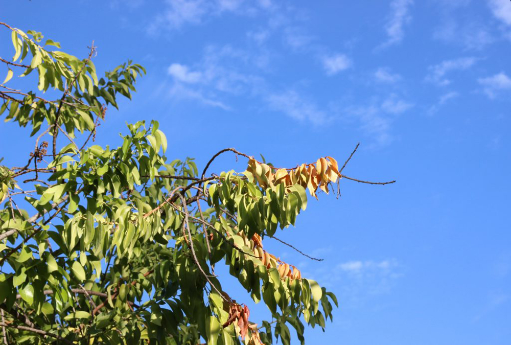 a tree with sky behind it
