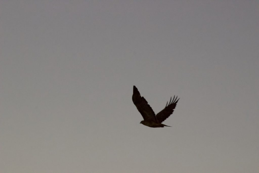 a bird