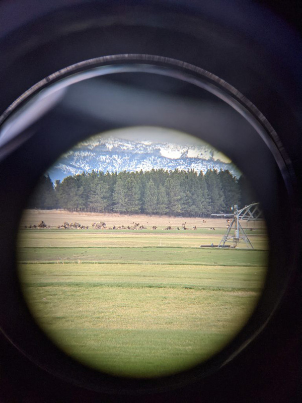 a herd of elk through binoculars.