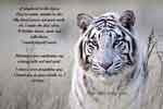 Photo of a White Tiger