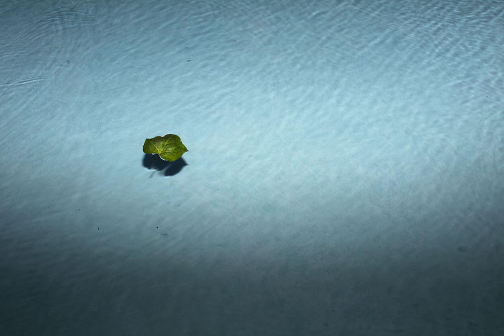 A green maple leaf floating in a light blue pool of water.