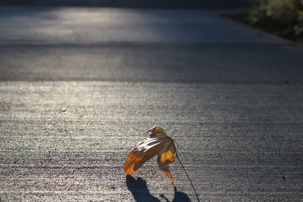 This is a picture of a leaf on a pavement.