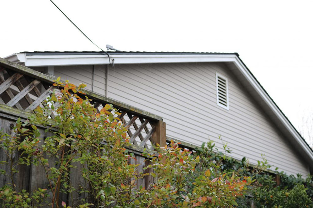 A photo of my backyard with some bushes.