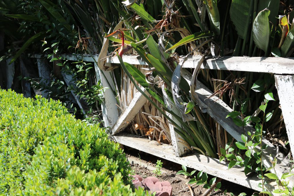 A photo of a wooden fence being overgrown by several plants.