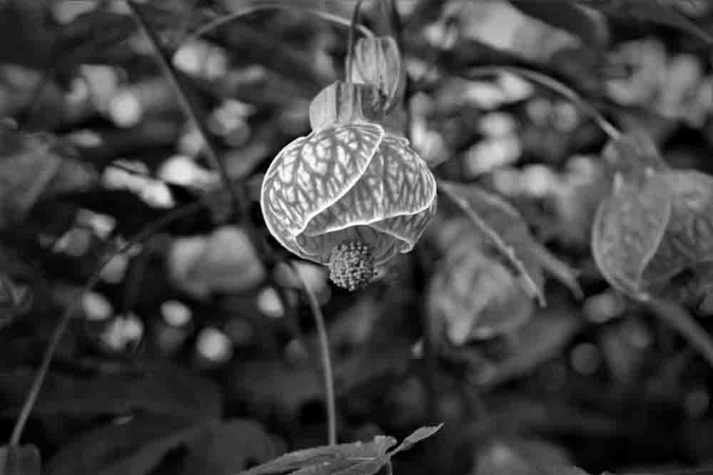 A photo of a hanging flower in black and white.
