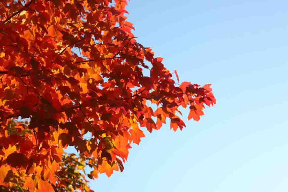 A photo of some red leaves on a tree.