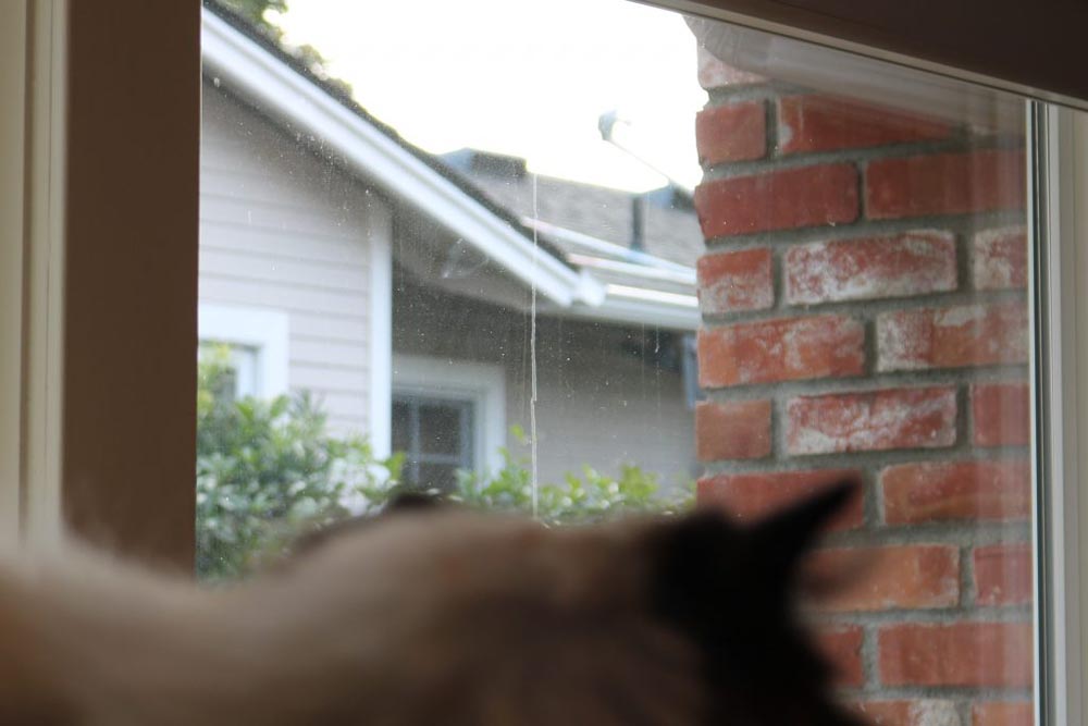 A photo of my cat looking out of a window. 