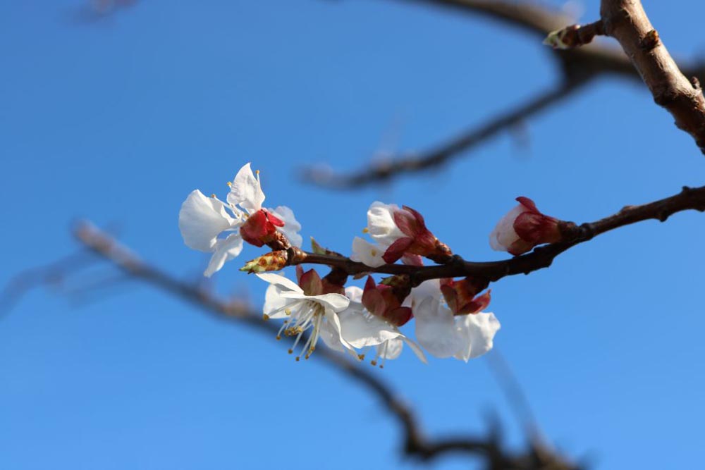 A photo of some blooming spring blossoms.