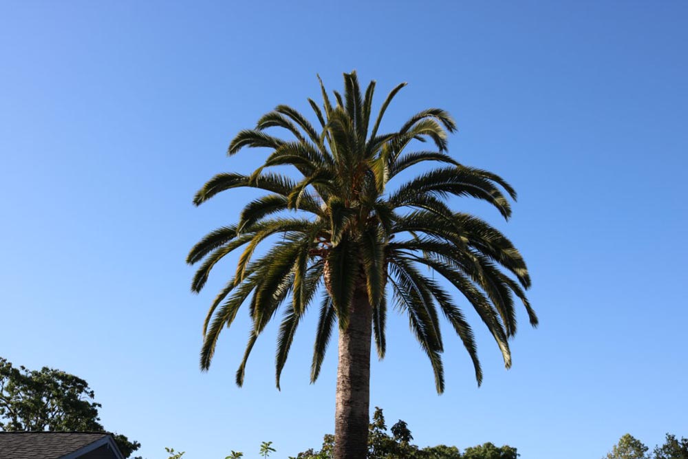 A photo of a palm tree.