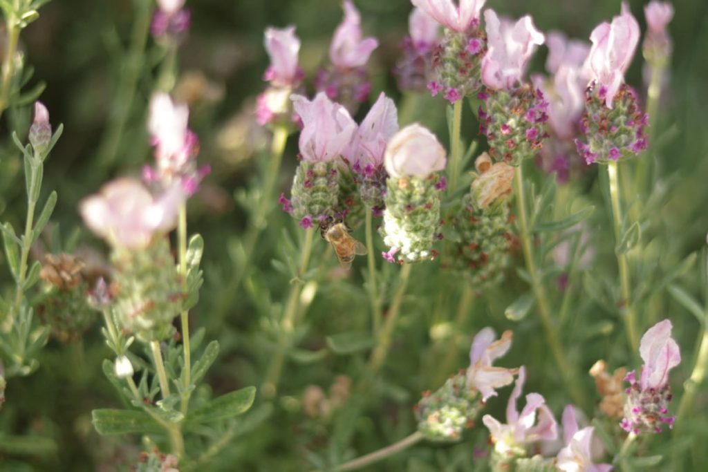 A bee rests on the bottom of a bloomed piece of lavender while surrounded by other pieces of lavender
