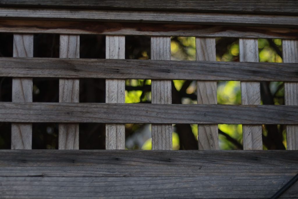 The top of a fence can be seen, with interlaced wood planks creating a repeating pattern of squares. Behind the fend is a blurry tree whose trunk and leaves cannot be properly made out