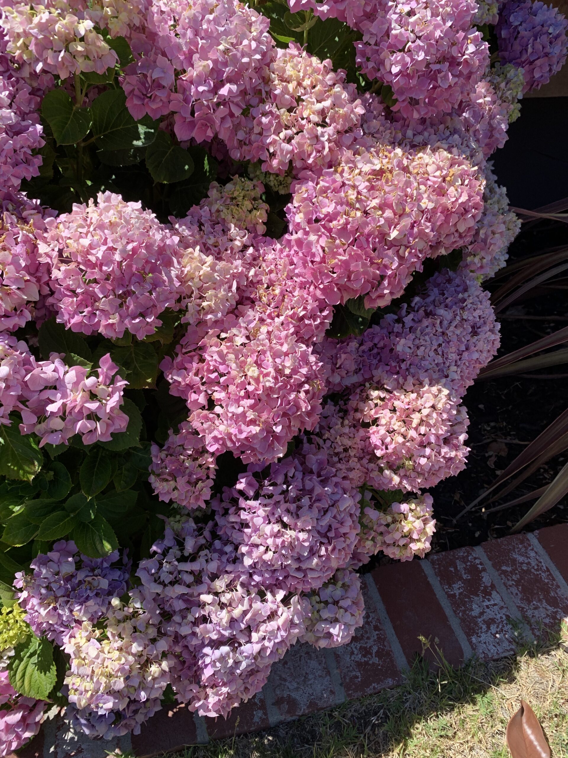 purple hues of flowers