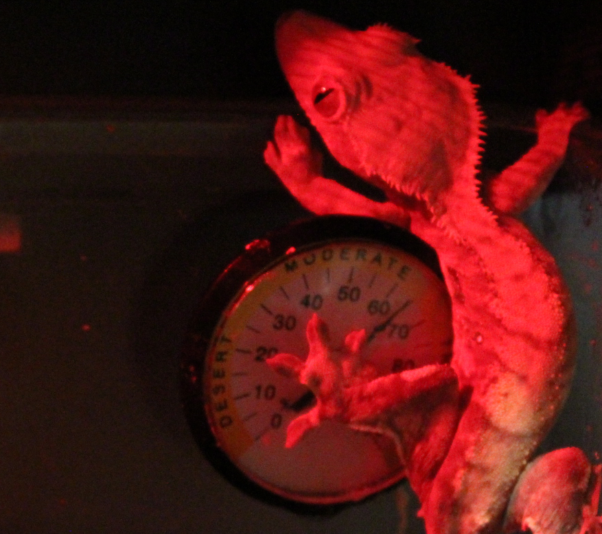 Crested gecko on humidity monitor
