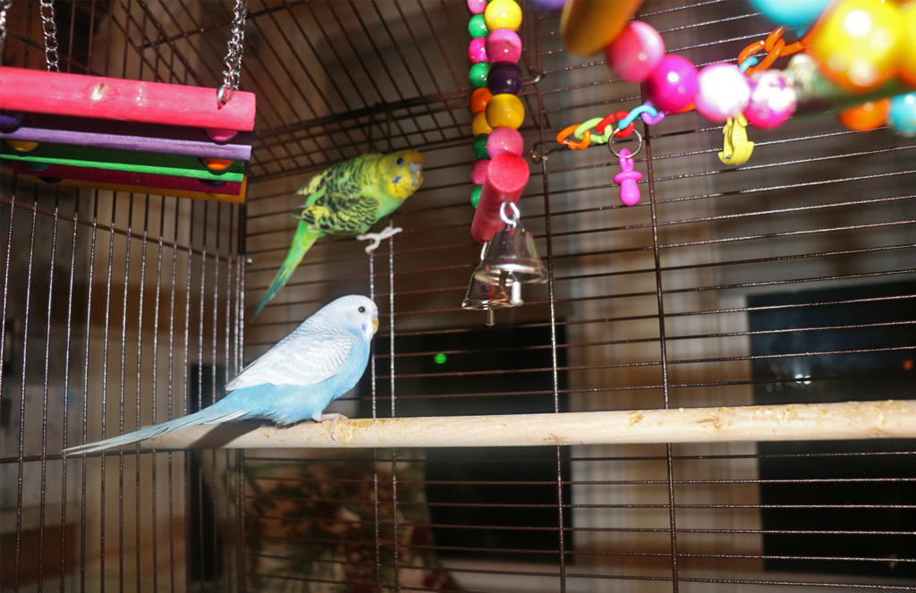 my birds in their cage.