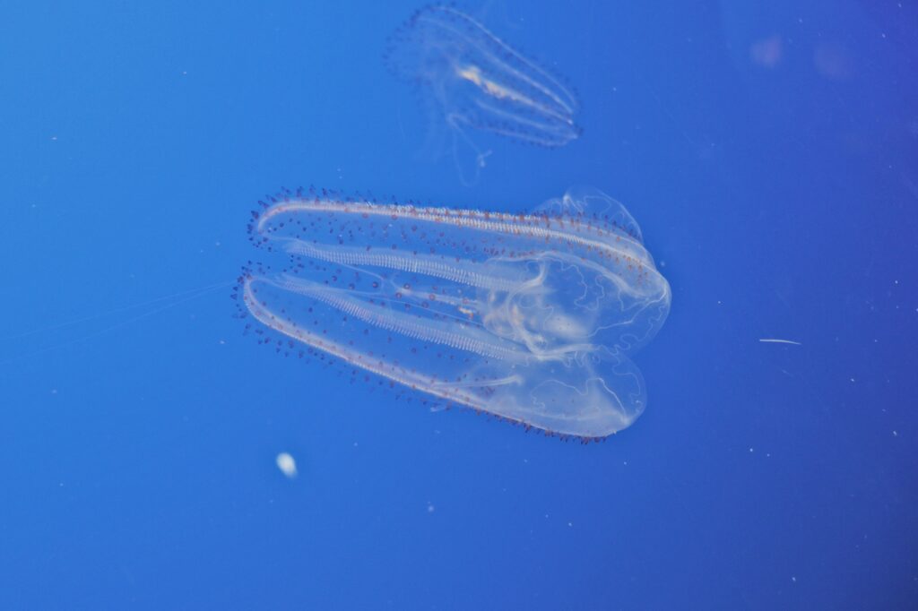 a clear jellyfish closeup