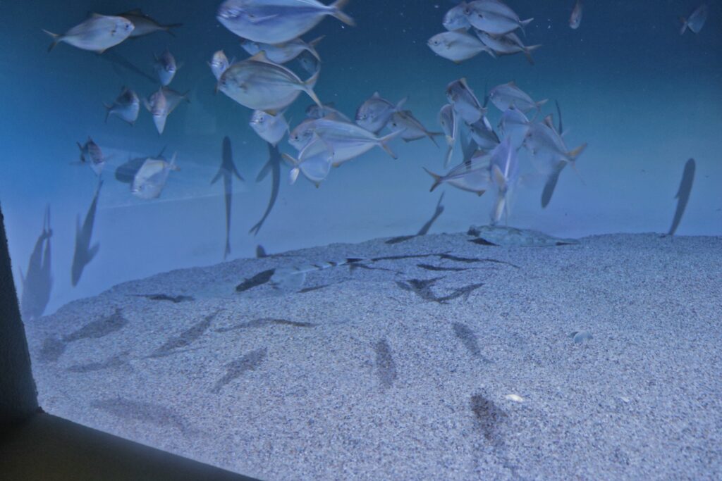 fish swimming around in circles