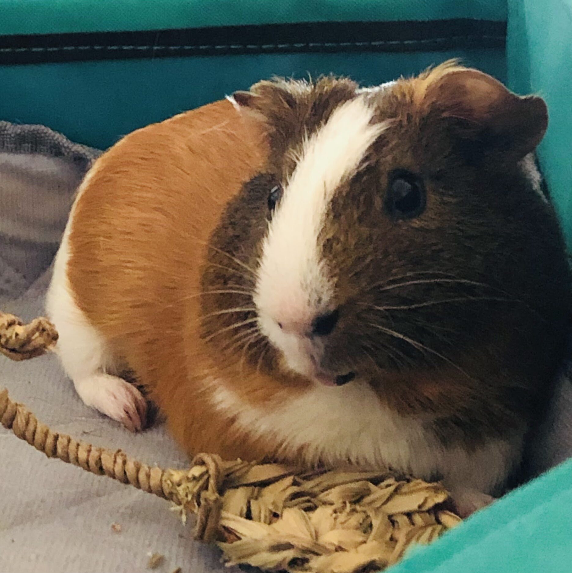 close-up of brown guinea pig looking at camera smiling