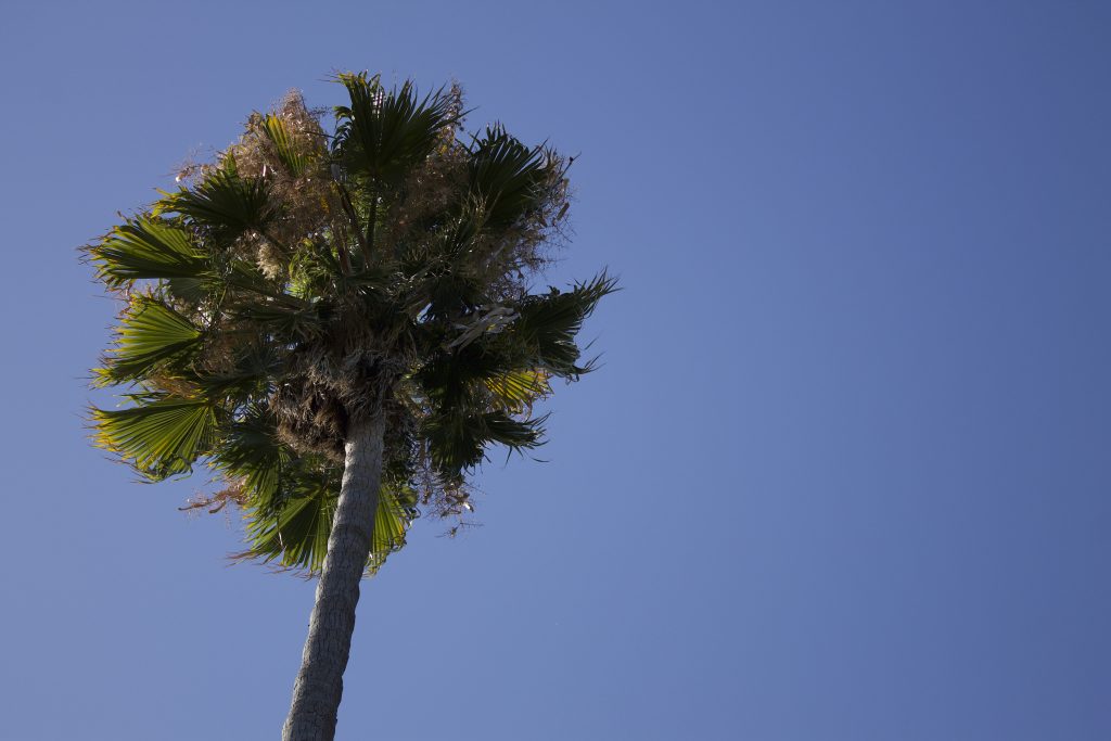 Photo of the rule of thirds that shows motion. The photo shows a palm tree swaying in the breeze. 